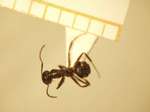 Camponotus 17 dorsal