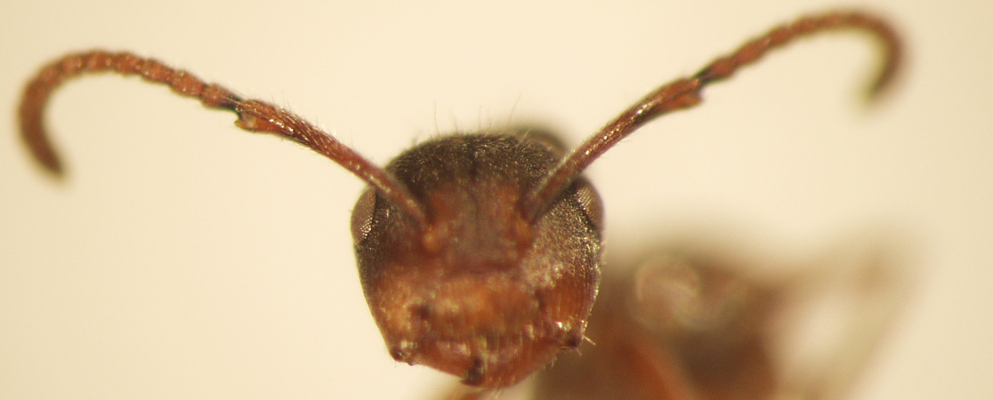 Camponotus 18 frontal