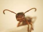 Camponotus 18 frontal