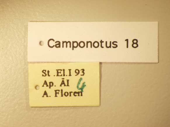 Camponotus 18 Label