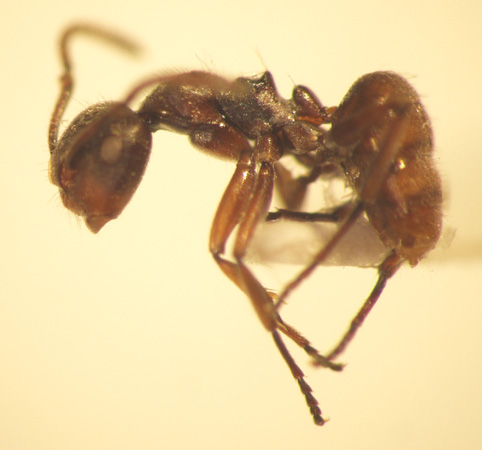Camponotus 18 lateral