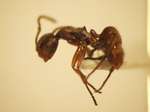 Camponotus 18 lateral
