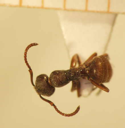 Camponotus 18 dorsal