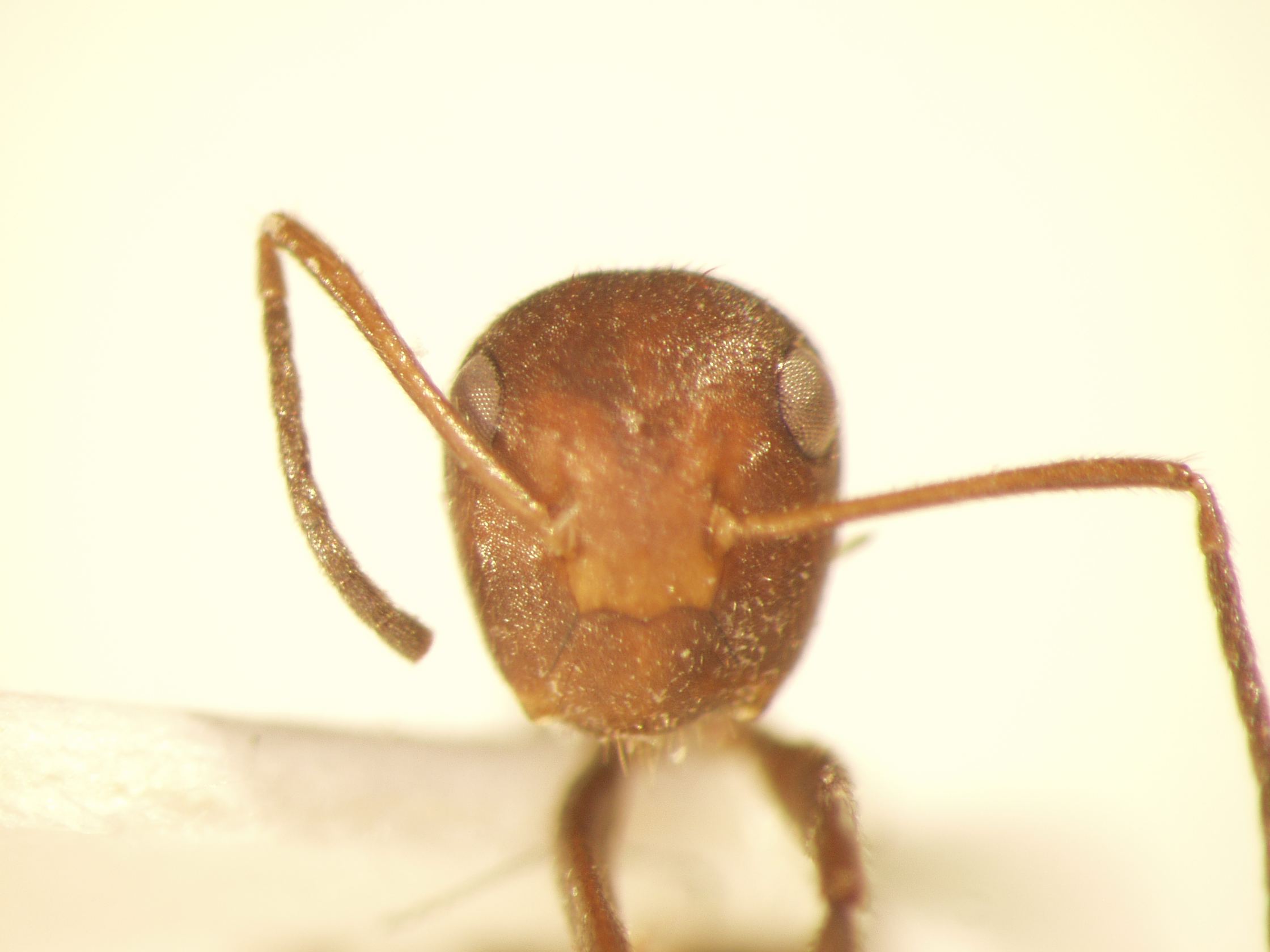Camponotus 19 frontal