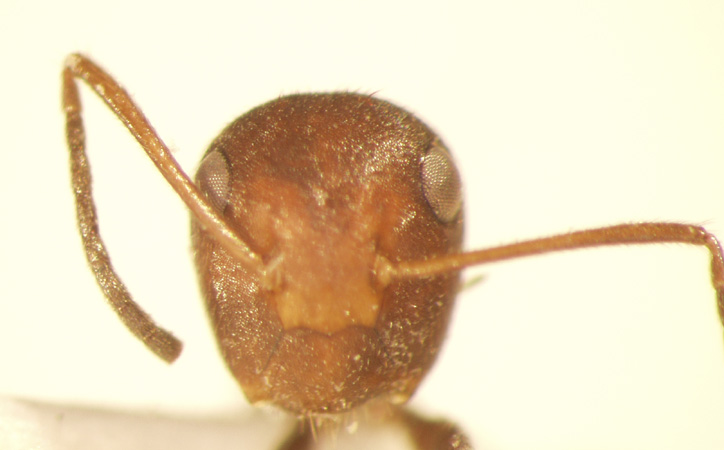 Camponotus 19 frontal