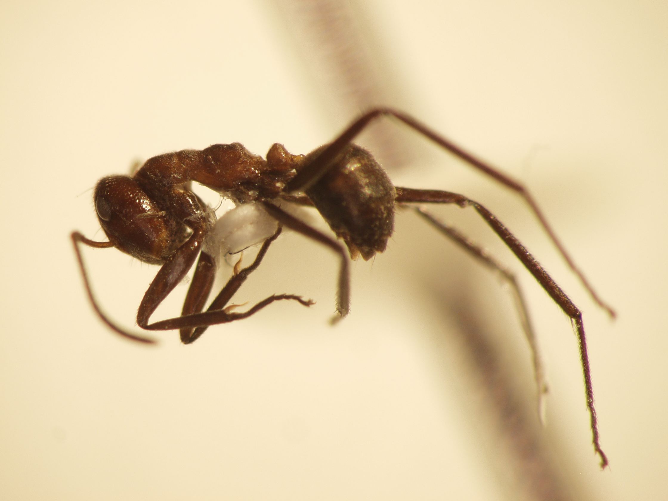 Camponotus 19 lateral