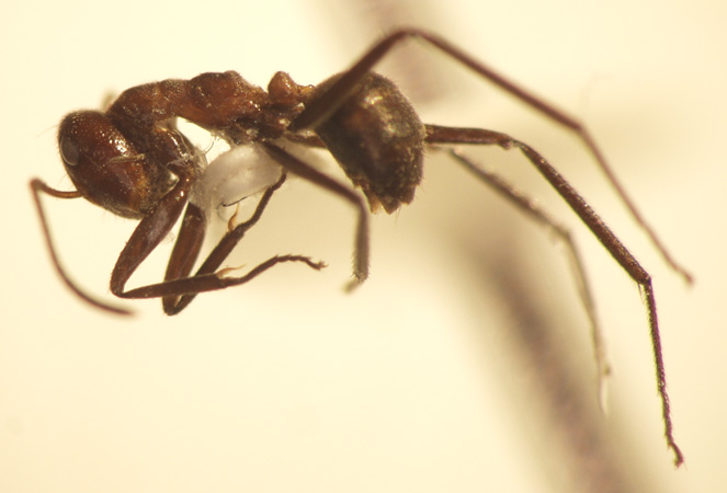 Camponotus 19 lateral