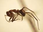 Camponotus 19 lateral