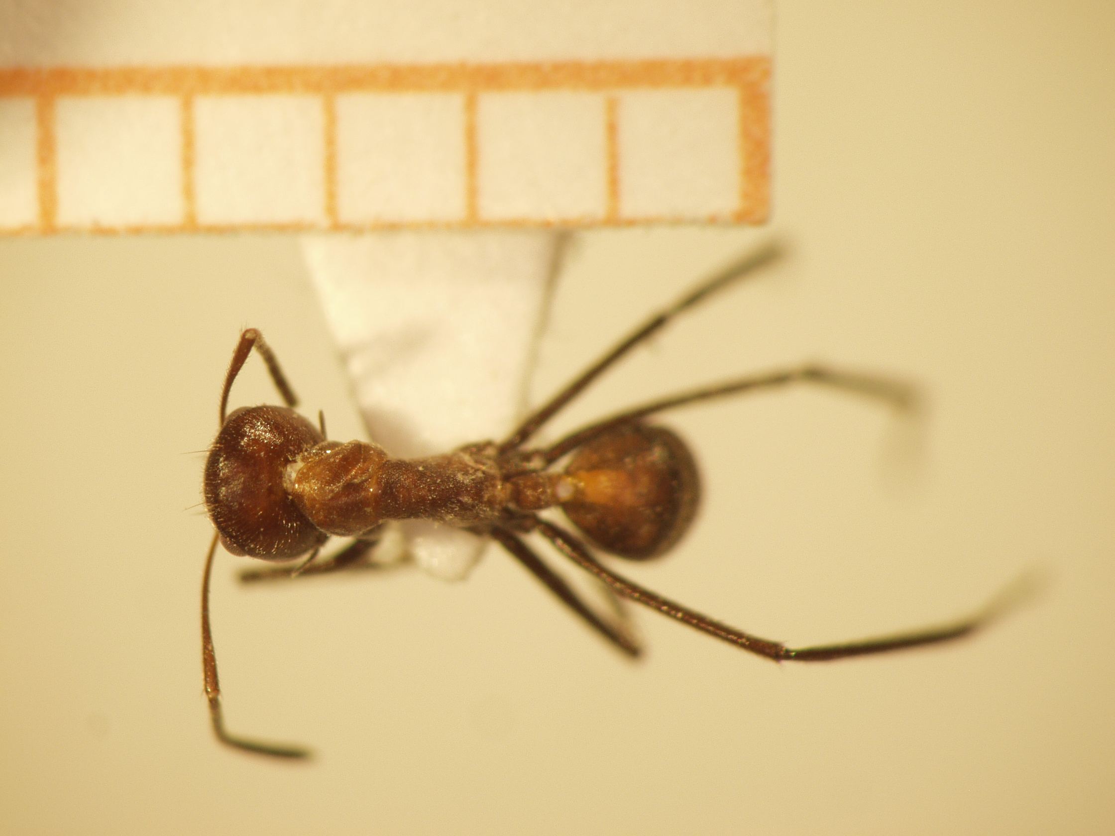 Camponotus 19 dorsal