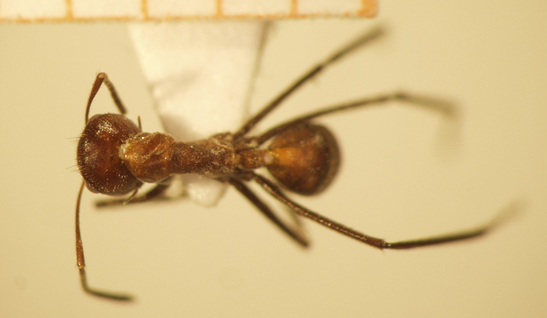 Camponotus 19 dorsal