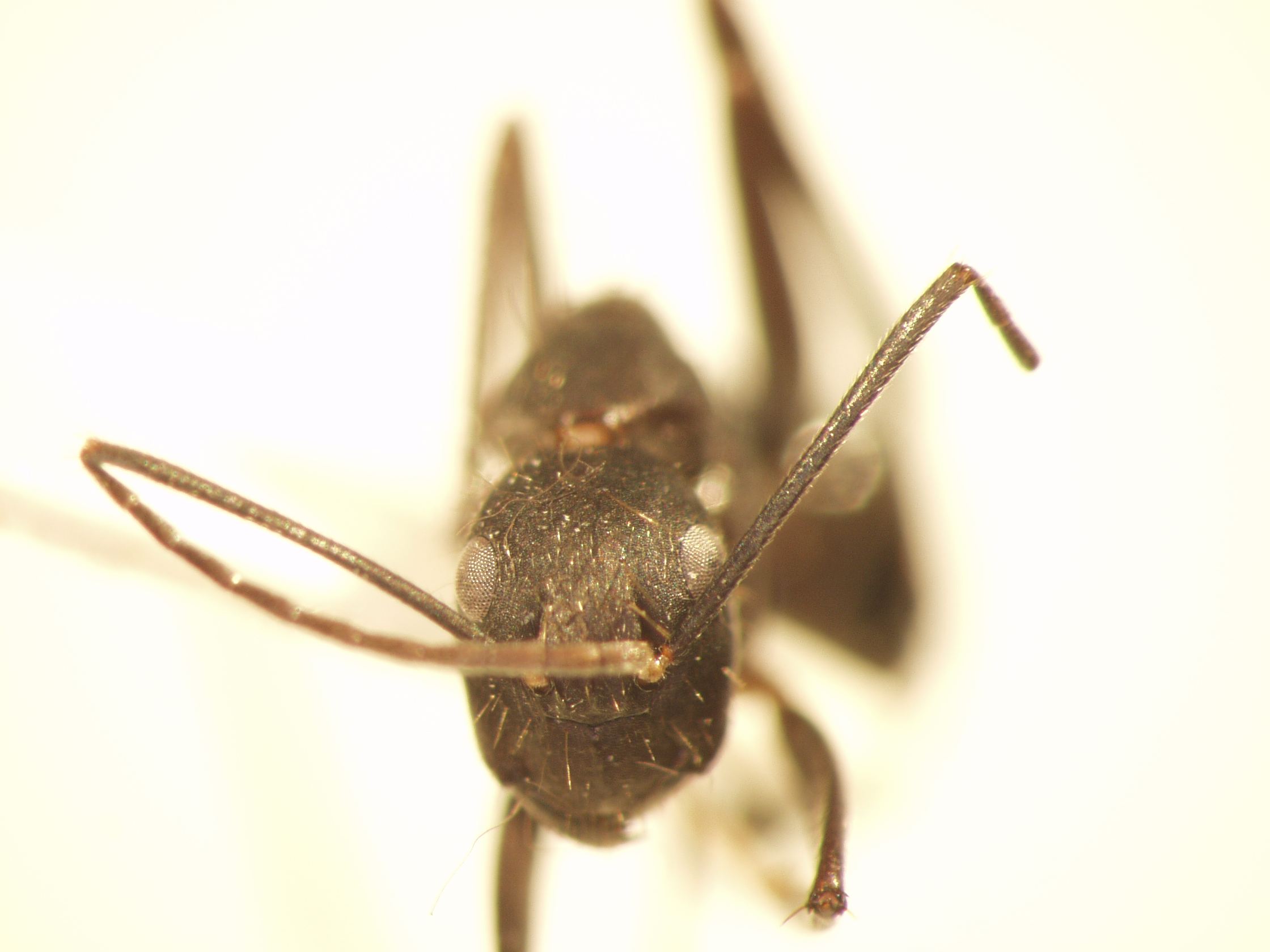 Camponotus 2 frontal
