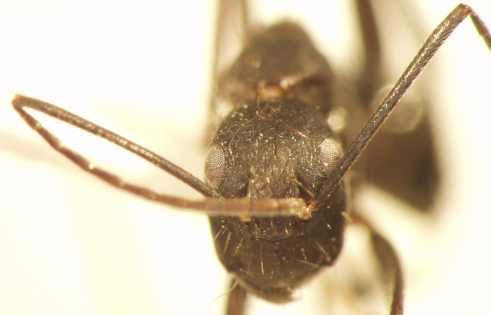 Camponotus 2 frontal