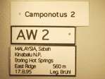 Camponotus 2 Label