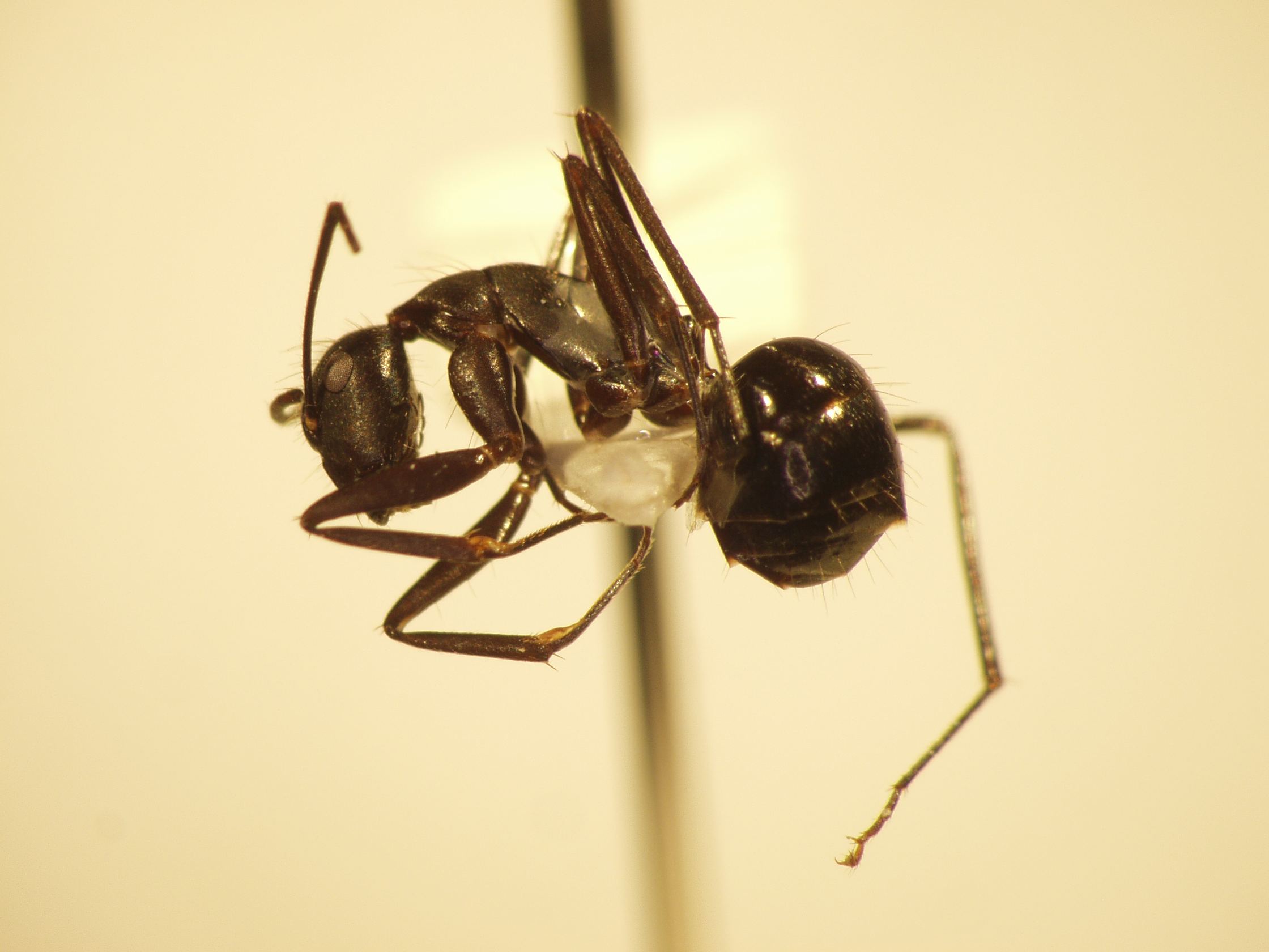 Camponotus 2 lateral