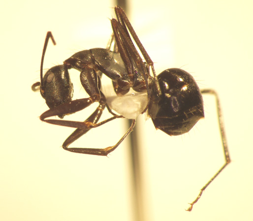 Camponotus 2 lateral