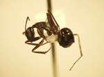Camponotus 2 lateral