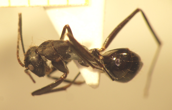 Camponotus 2 dorsal