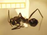 Camponotus 2 dorsal