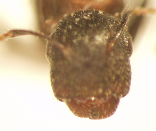 Camponotus 20 frontal