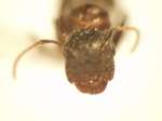 Camponotus 20 frontal