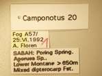 Camponotus 20 Label