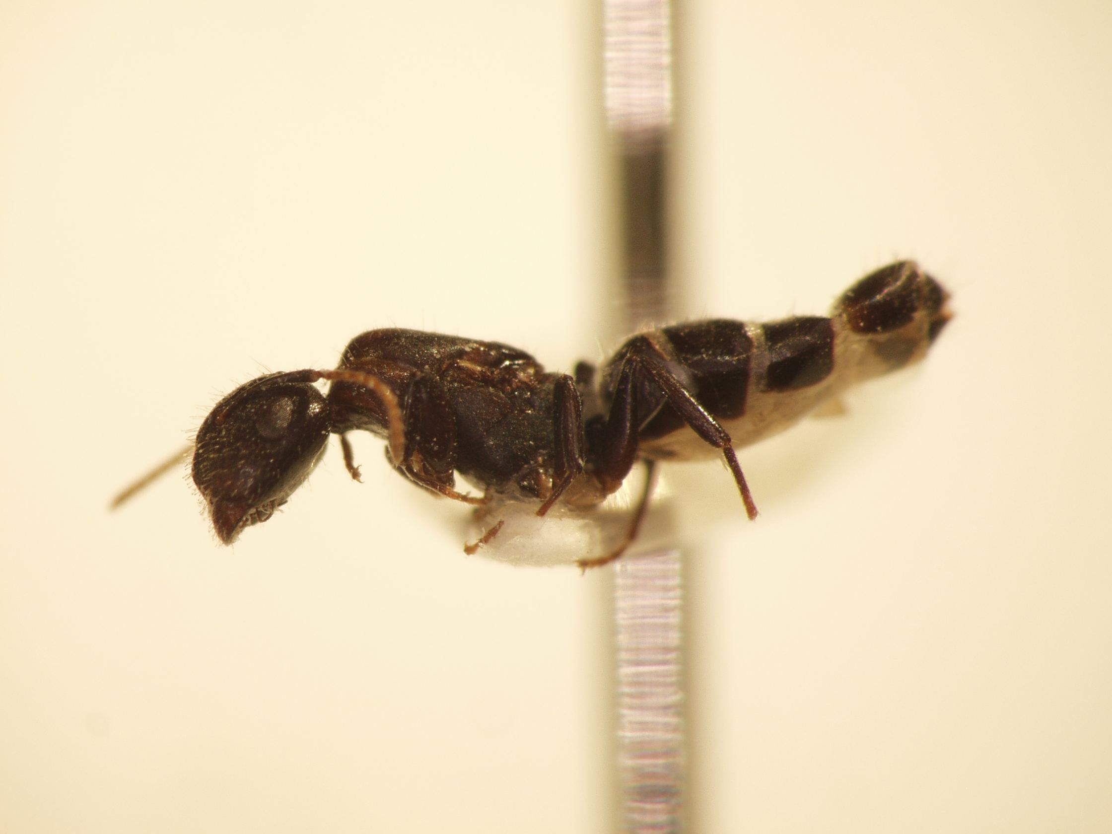 Camponotus 20 lateral