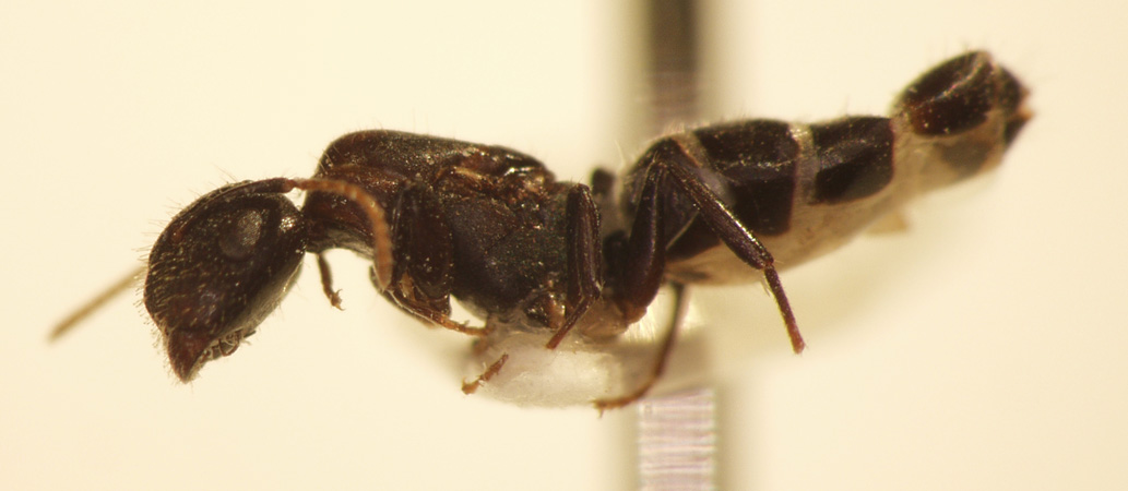 Camponotus 20 lateral