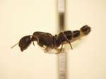 Camponotus 20 lateral