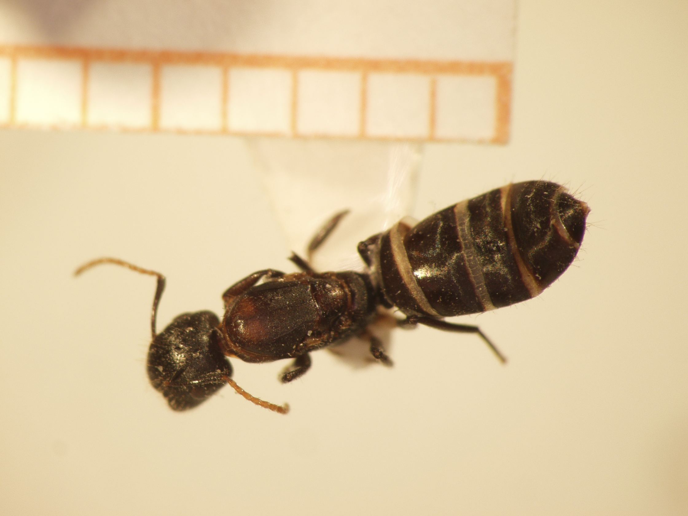 Camponotus 20 dorsal