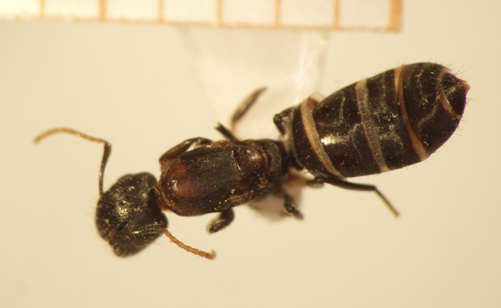 Camponotus 20 dorsal