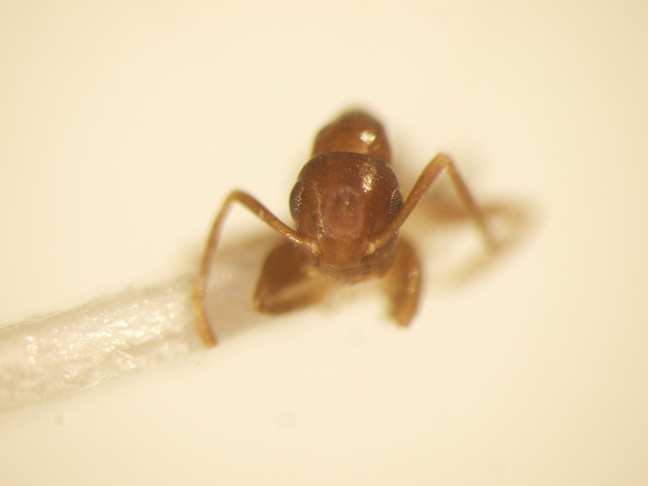 Camponotus 21 frontal