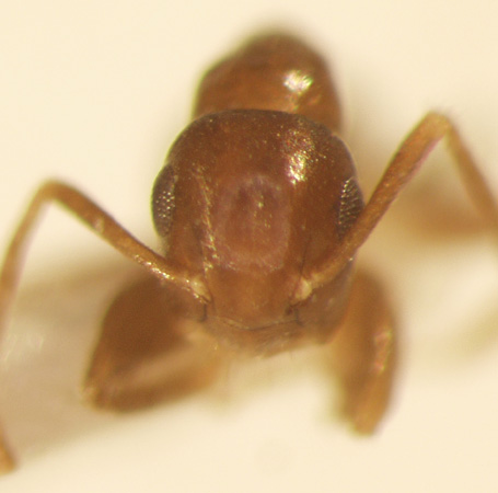 Camponotus 21 frontal