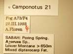 Camponotus 21 Label