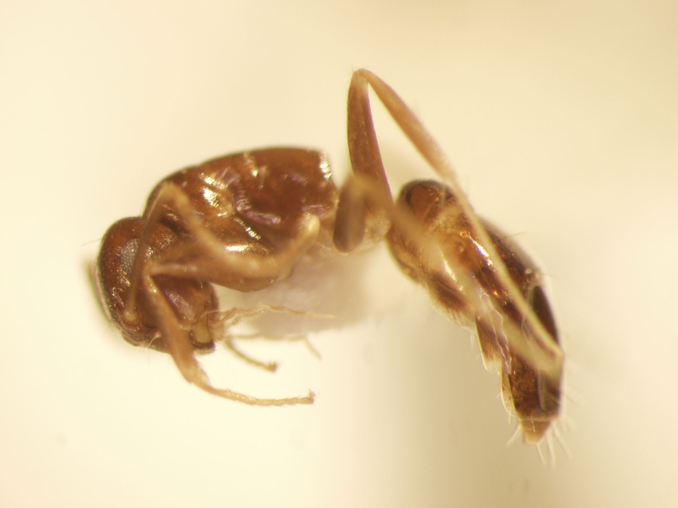 Camponotus 21 lateral