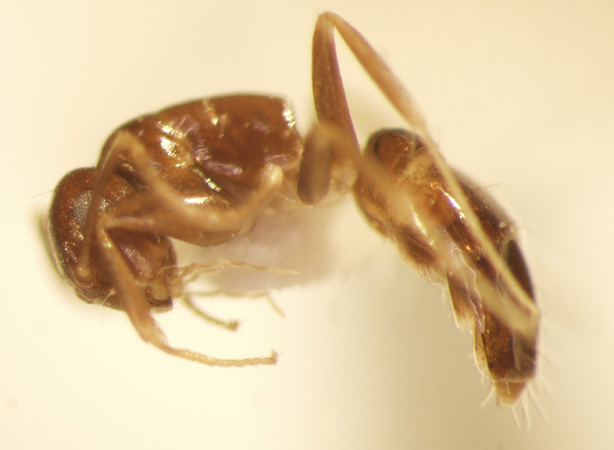 Camponotus 21 lateral