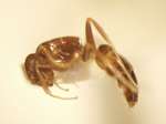 Camponotus 21 lateral