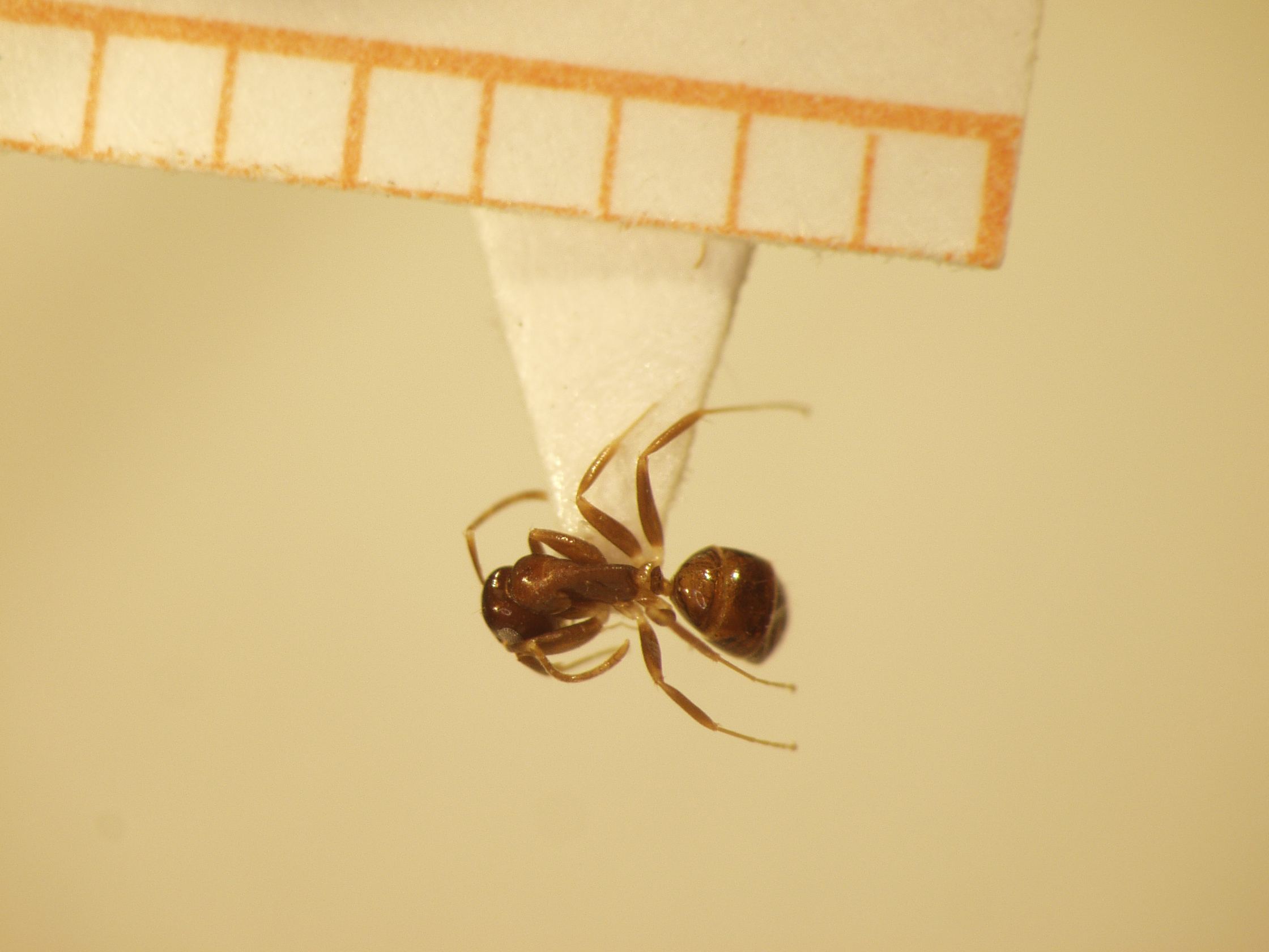 Camponotus 21 dorsal