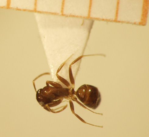 Camponotus 21 dorsal