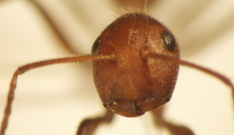 Camponotus 22 frontal