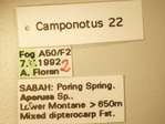 Camponotus 22 Label