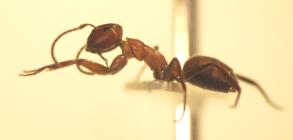 Camponotus 22 lateral