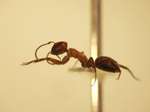 Camponotus 22 lateral