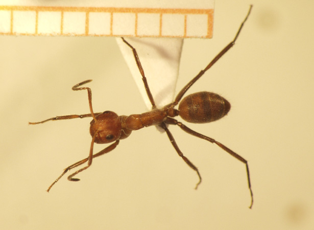 Camponotus 22 dorsal