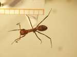 Camponotus 22 dorsal