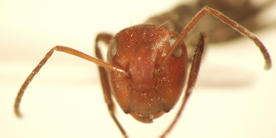 Camponotus 23 frontal