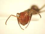 Camponotus 23 frontal