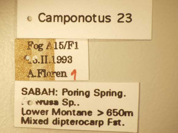 Camponotus 23 Label