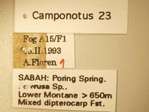 Camponotus 23 Label