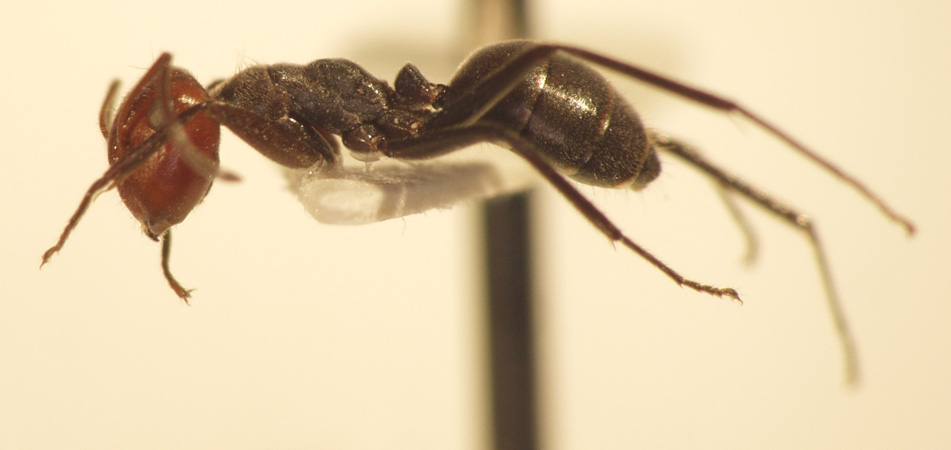 Camponotus 23 lateral