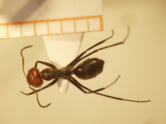 Camponotus 23 dorsal